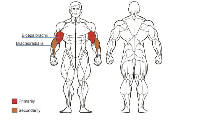 Wholesale Preacher Curl Machine